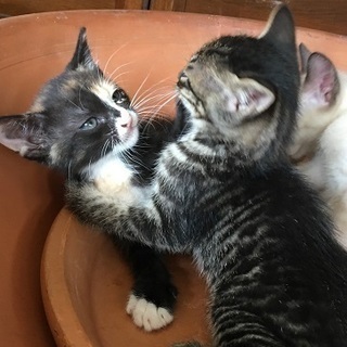 6月16日に生まれた三毛猫ちゃん♪