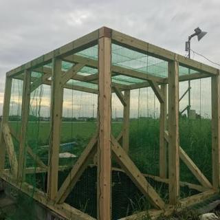ノコギリクワガタ入荷！