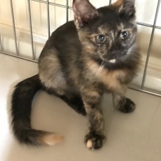 【里親さん決定】そろそろ4ヶ月のサビ猫ちゃん♪