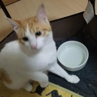人慣れ修行中の女の子猫　1歳位 - 北佐久郡
