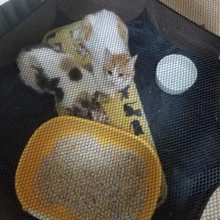人慣れ修行中の女の子猫　1歳位 - 里親募集