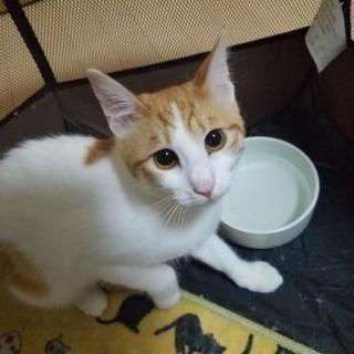 人慣れ修行中の女の子猫　1歳位