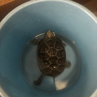 クサガメの里親さん募集です