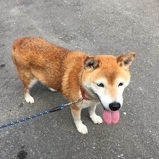 迷子犬預かってます！！！