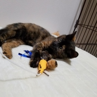 ちっちゃなサビ子猫です。