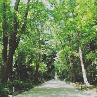 下鴨神社に写真撮りに行きませんか？