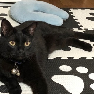 黒猫（推定5歳くらい）