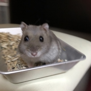 ハムスター！飼育用品一式もお譲りします。