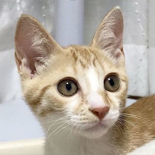 ★☆★ 子猫の里親募集	 ★☆★ 元気！カワイイ♪ふわふわ茶トラ...