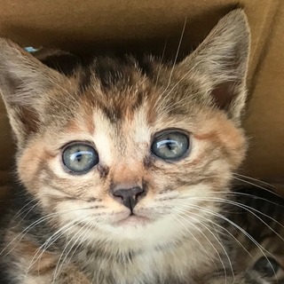 アメリカンショートヘアーのMIX子猫ちゃん生まれました！