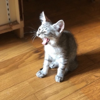 里親募集中です