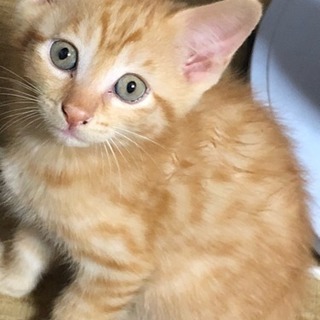 子猫がいます。の画像