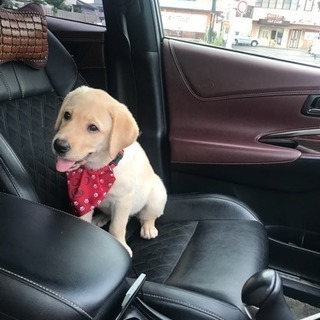 可愛いラブラドール子犬