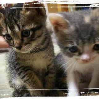 生後2ヶ月の子猫です(*^^*) − 長崎県