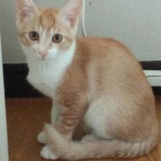 スタイル抜群イケメン茶白君💕 - 猫