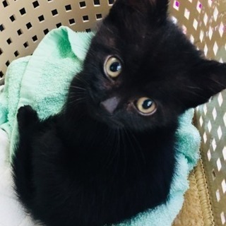 急募！保護子猫（メス２ヶ月）里親募集します！