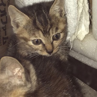 アメリカンショートヘアーMIXの赤ちゃん子猫