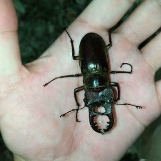 クワガタ採集同行させてください。