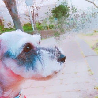 ミニチュアシュナウザー