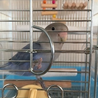 生後3ヶ月の小桜インコです。