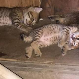 可愛い子猫ちゃん5匹です