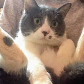 6才のメス猫 里親を探しています(東村山)