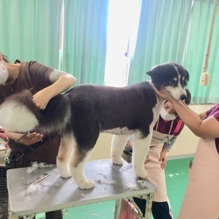 ショップから信頼される学校で学びましょう！新コース「日曜フリータイム制スクール」もスタートです！！神戸愛犬美容専門学院の画像
