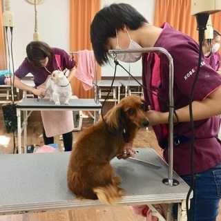 ショップから信頼される学校で学びましょう！新コース「日曜フリータイム制スクール」もスタートです！！神戸愛犬美容専門学院の画像