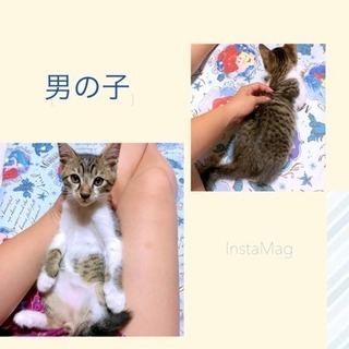 里親さん募集