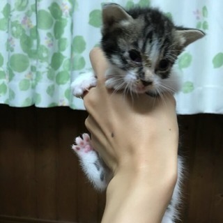 里親決まりました