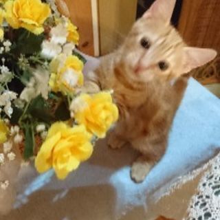 可愛いマンチカン子猫あげます