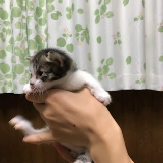 里親決まりました - 猫