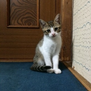 里親決まりました − 群馬県