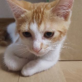 オス猫です