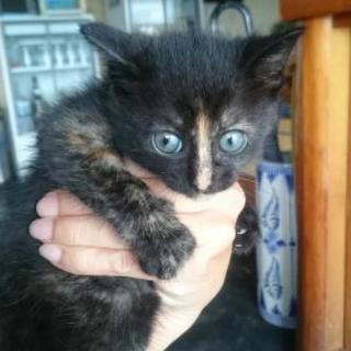 生後1ヶ月のサビ柄ちゃん