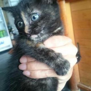 生後1ヶ月のサビ柄ちゃん − 千葉県