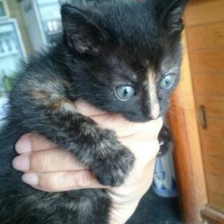 生後1ヶ月のサビ柄ちゃん - 猫