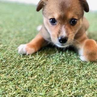 sos‼️至急募集  ワンちゃん