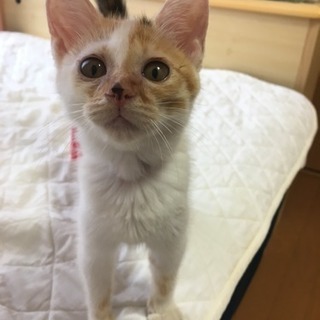 黒ハチワレ♂、三毛♀2ヶ月