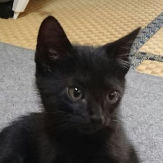 黒兄弟 初回ワクチン後のお引っ越し