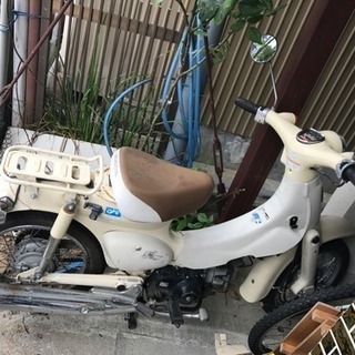 リトルカブの画像