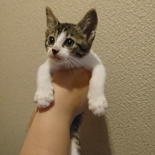 とっても可愛いこじろー♂、Nha Con Meoで出会いを待っています。 - 久留米市