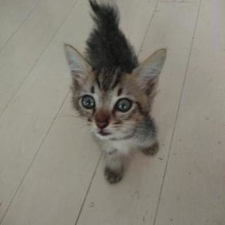貰ってください。子猫生後1か月くらい