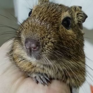 デグー（ノーマル）JR西日暮里で手渡しできる方