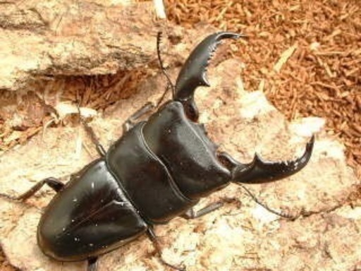 外国産カブトムシ クワガタ インドネシア便