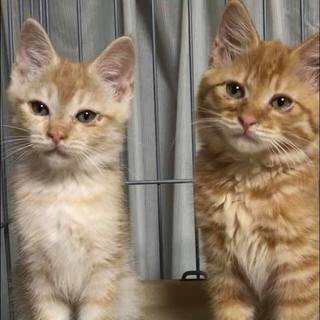 かわいい仲良し兄弟子猫です☆