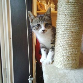 子猫　メス　2-3カ月位
