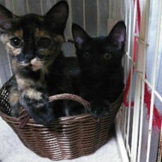 仔猫里親さん募集！サビ、黒（白毛交り）4ヶ月