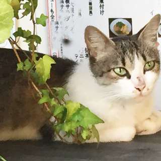 7/27と28限定！！きれいなキジ白（白キジ）の1才くらいの猫ちゃん　グリーンアイ/メスの画像