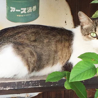 7/27と28限定！！きれいなキジ白（白キジ）の1才くらいの猫ちゃん　グリーンアイ/メス - 松山市